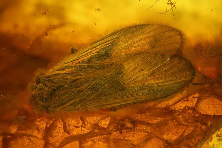 Detailed Fossil Caddisfly (Trichoptera) In Baltic Amber #170094